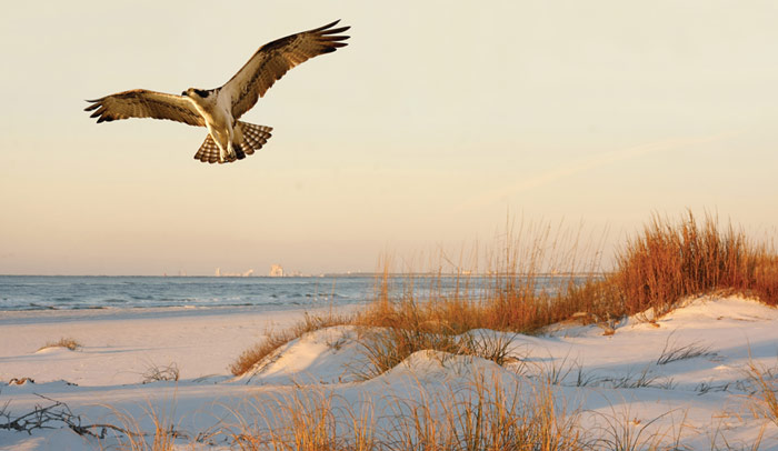 Destination photo of destin