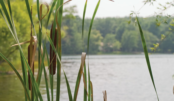 Destination photo of glade